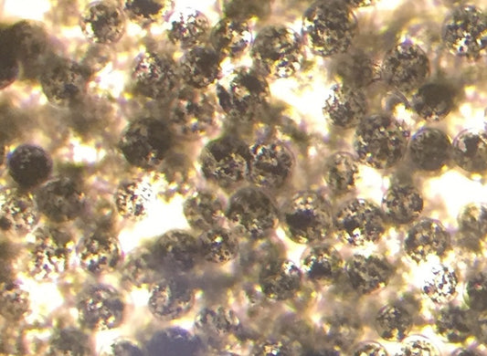 Immobilized laccase on agarose beads